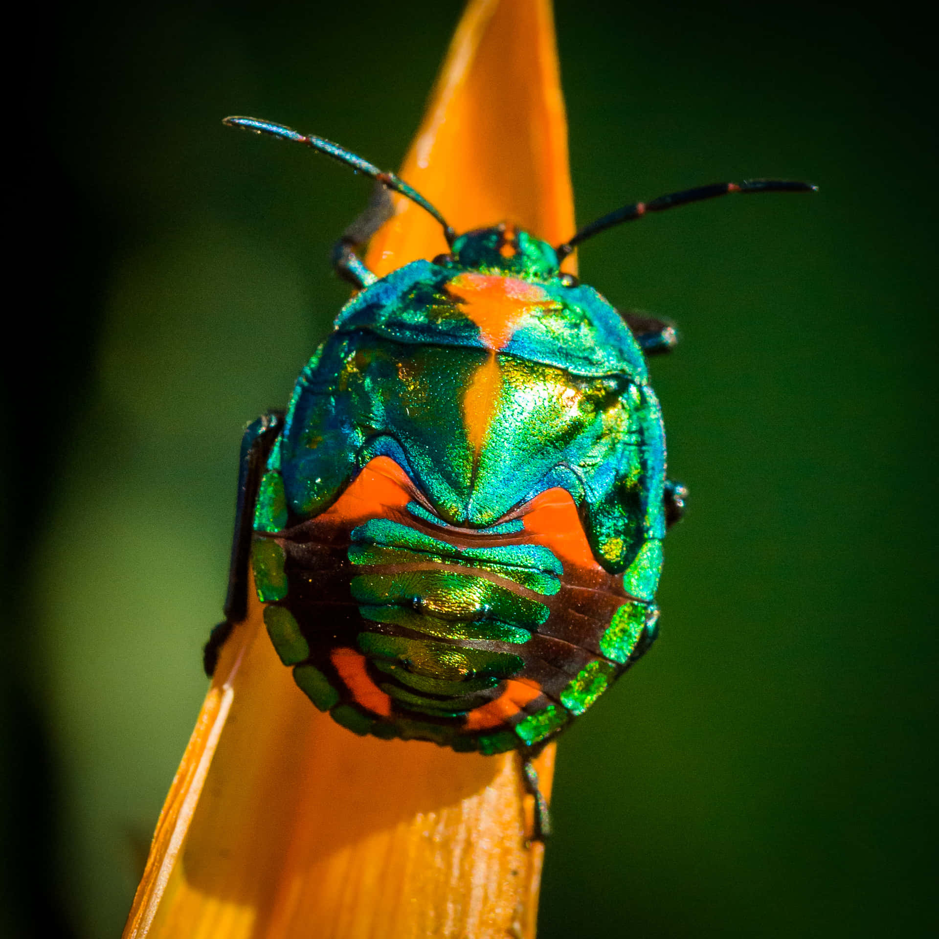 Orange And Green Insects Background