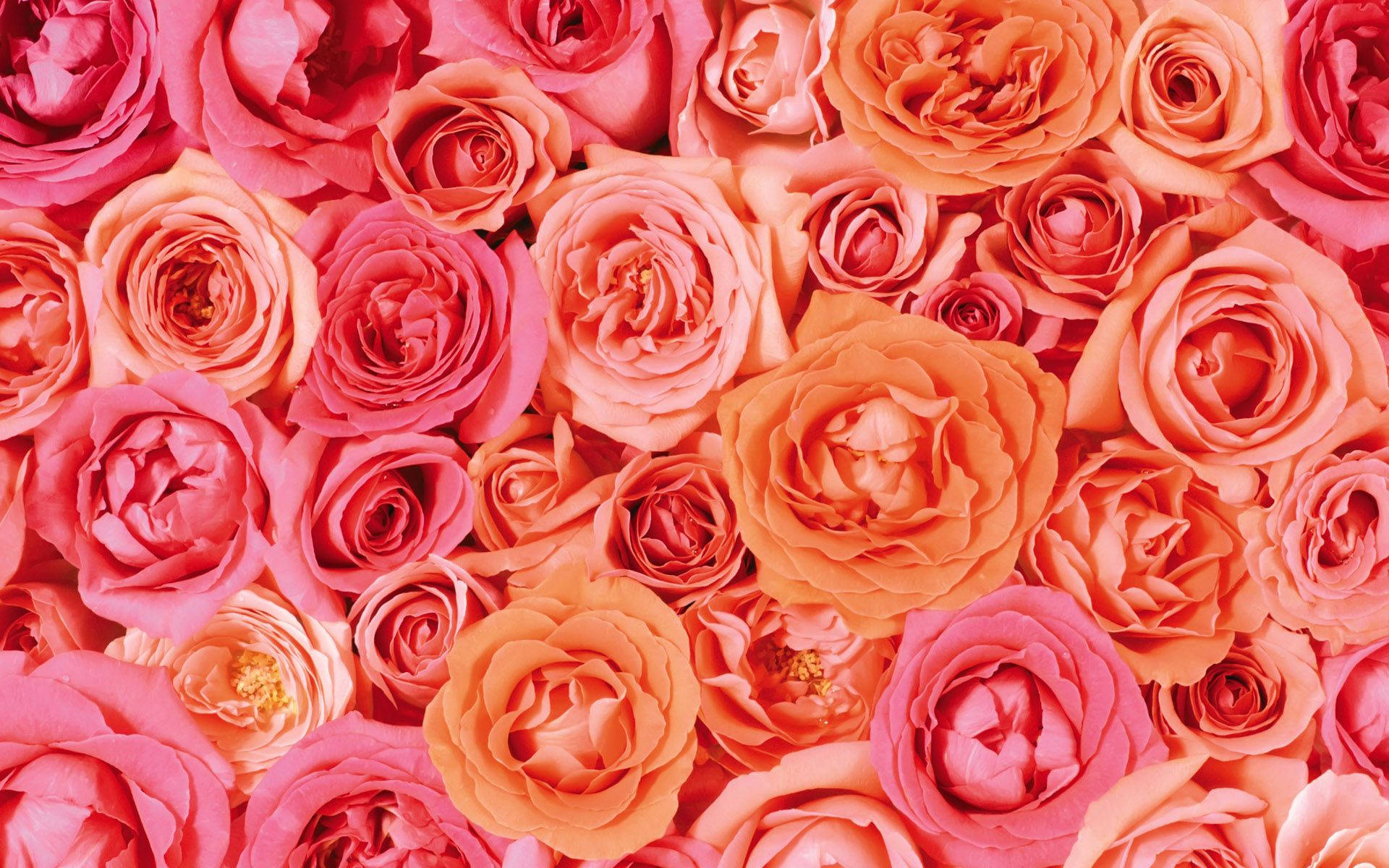 Orange And Pink Roses Valentines Desktop Background