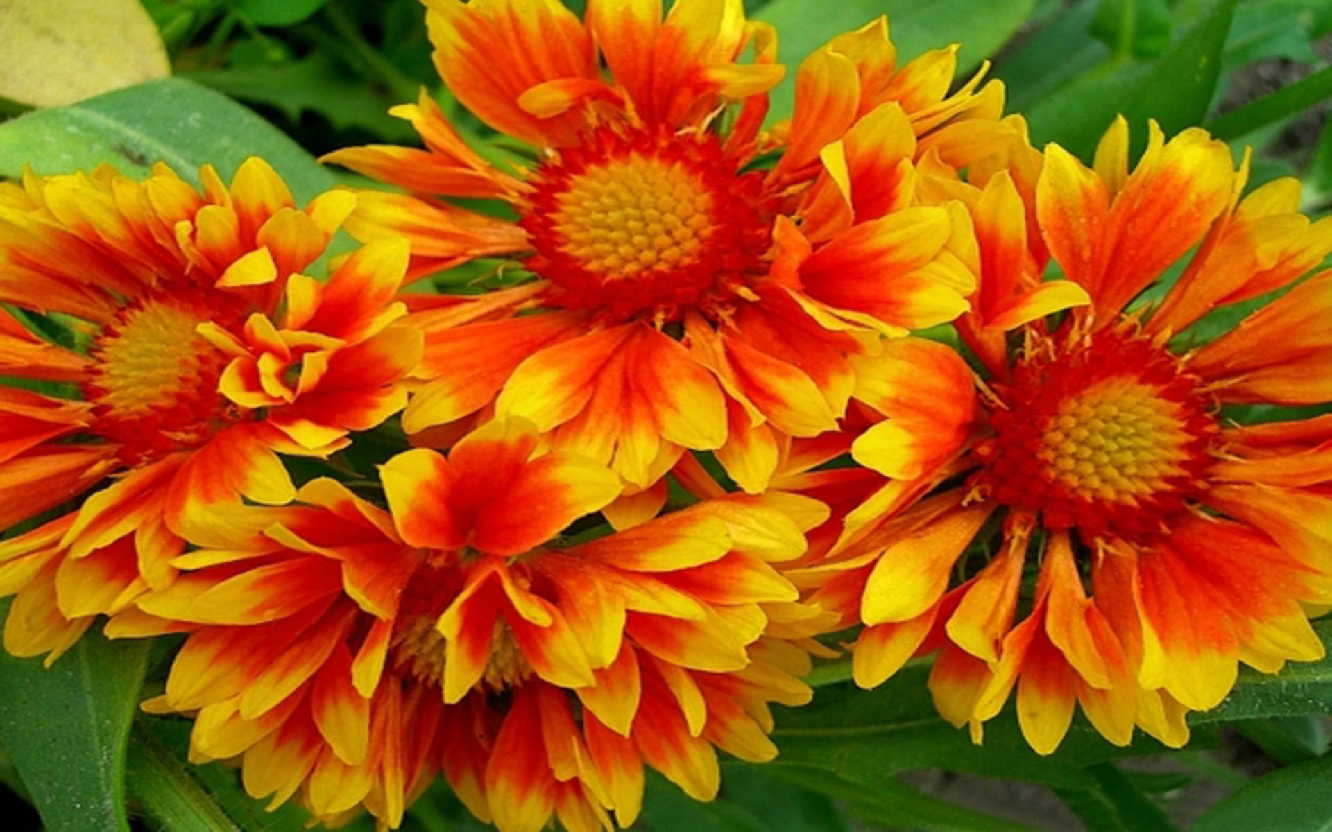 Orange And Yellow Blanket Flowers