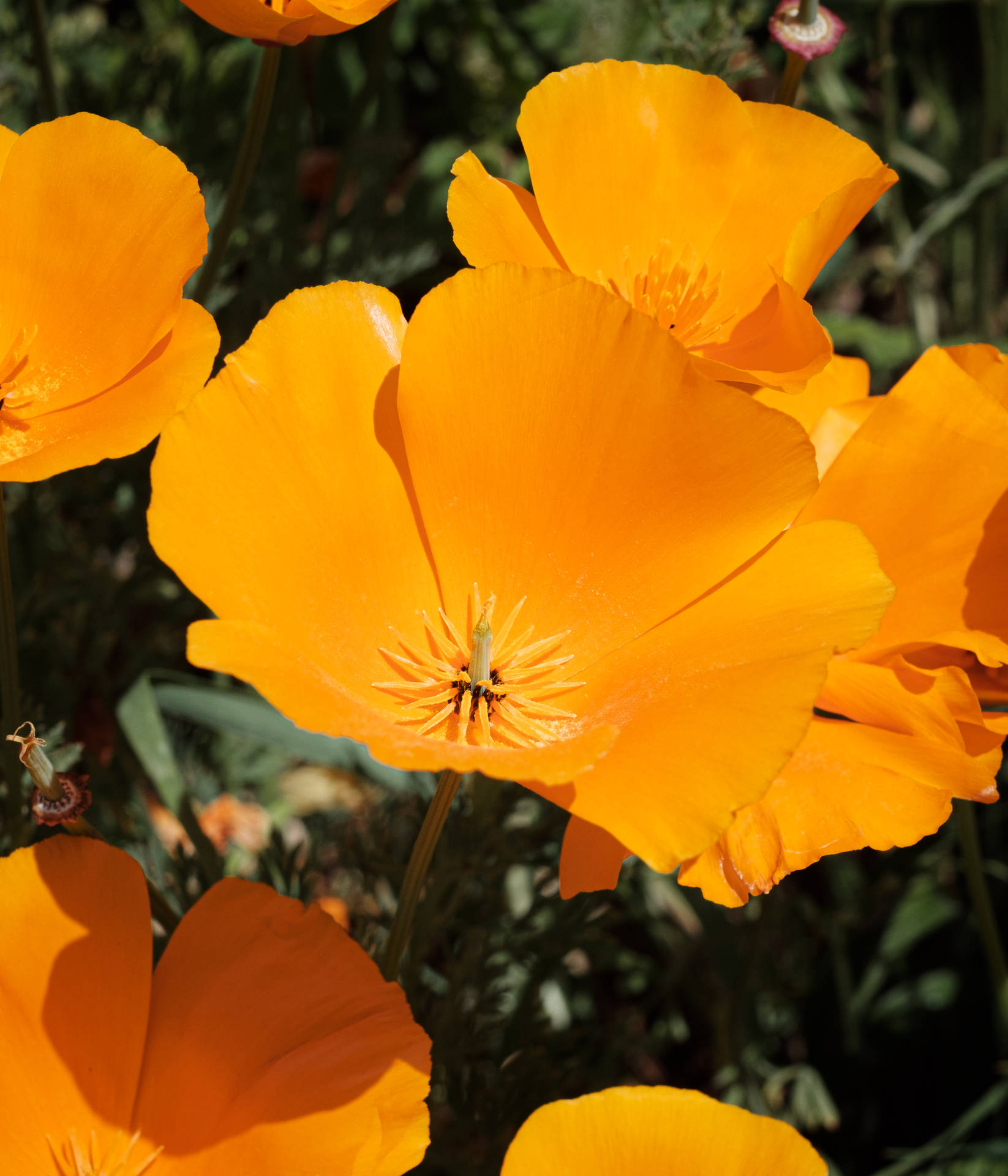 Orange And Yellow Californian Poppy