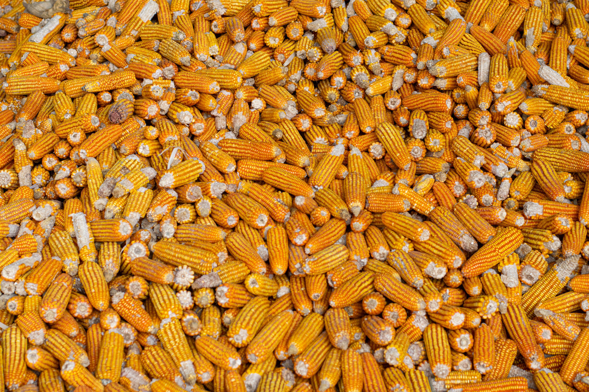 Orange And Yellow Corn Cobs