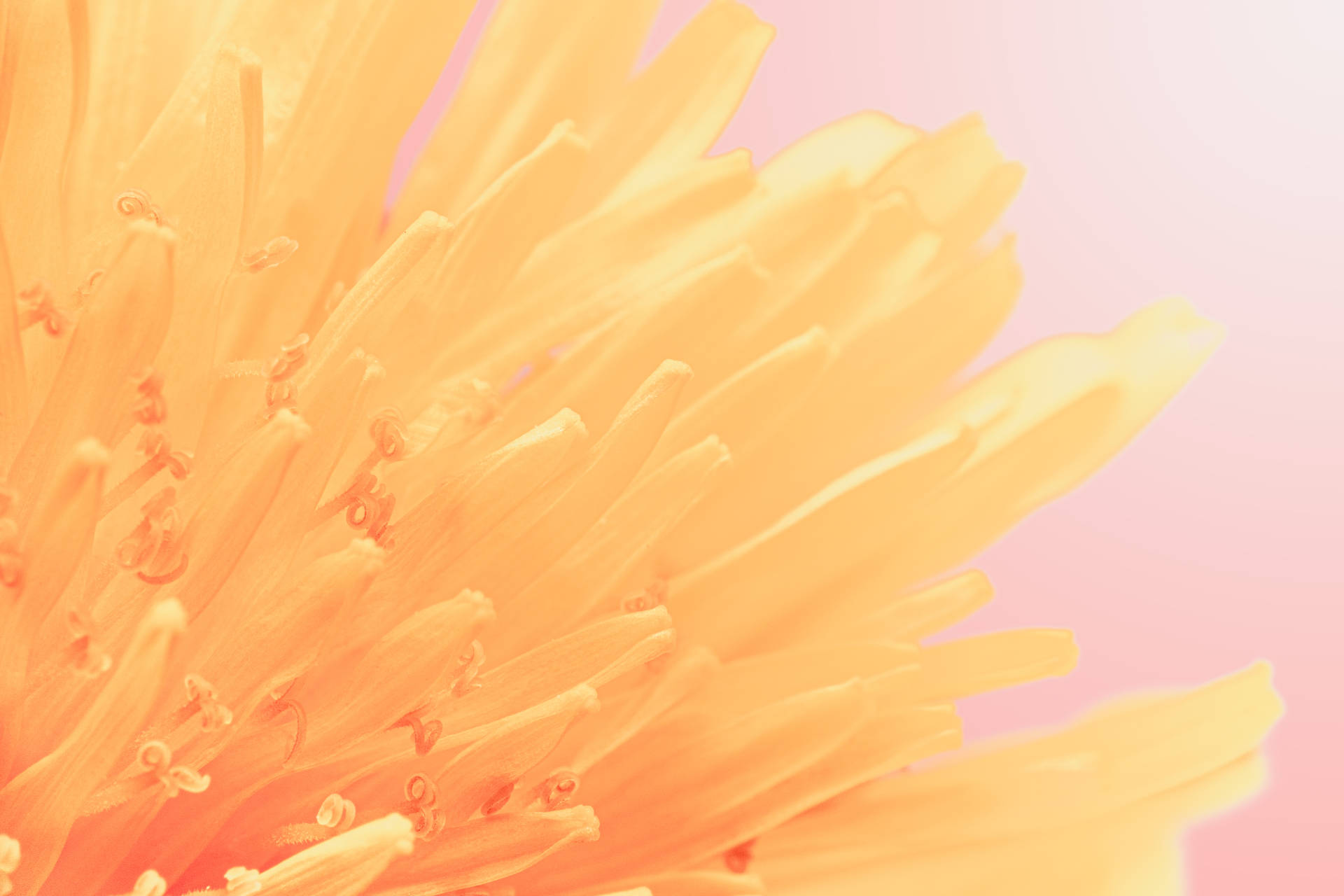Orange And Yellow Dandelion In Pink