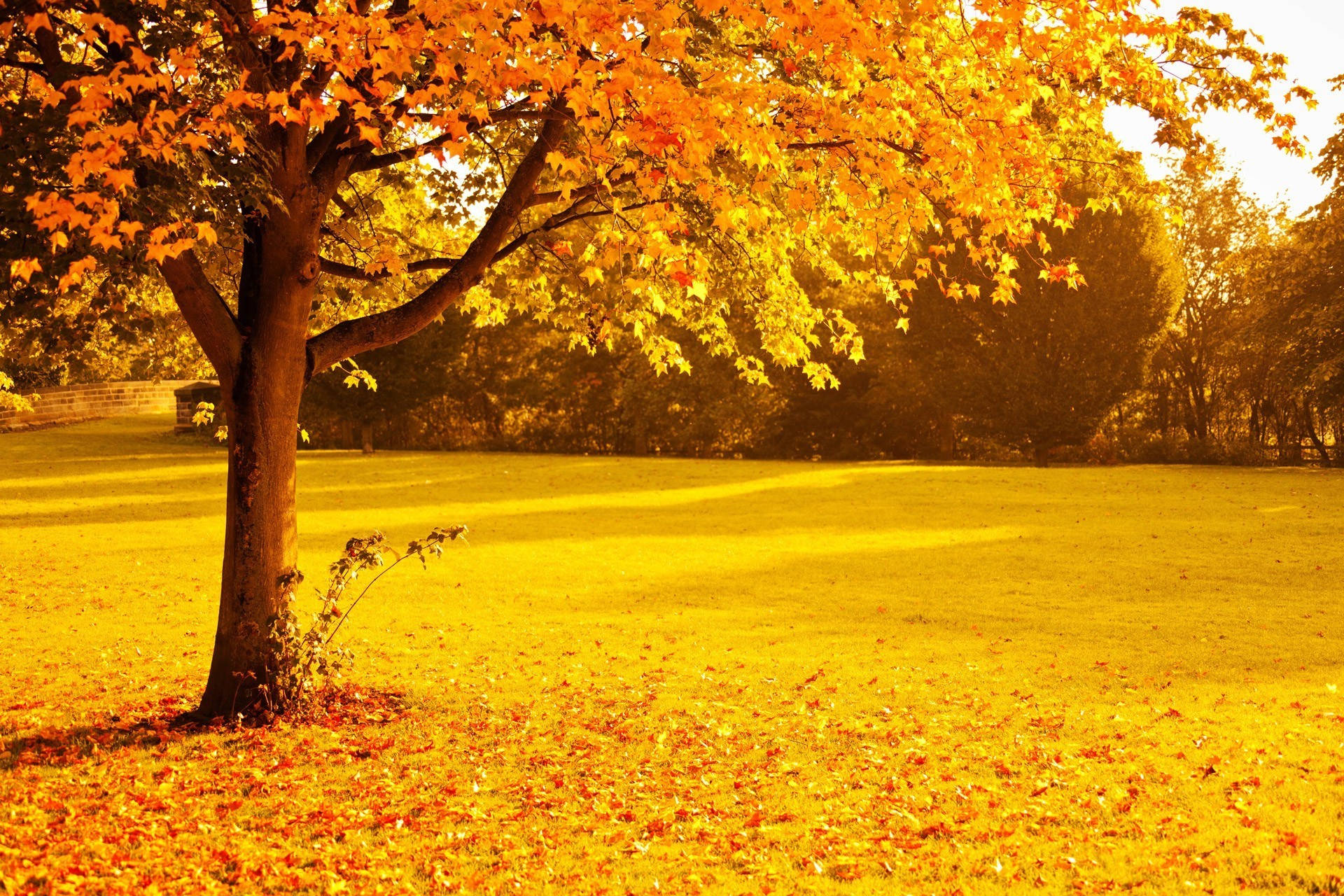 Orange And Yellow Fall Foliage Background