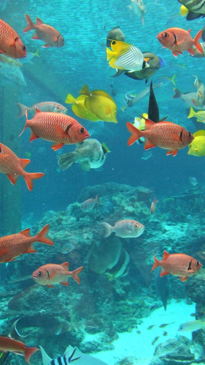 Orange And Yellow Fish In Aquarium Background