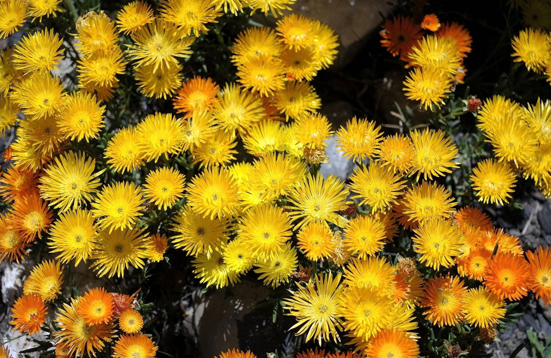 Orange And Yellow Flowers Background