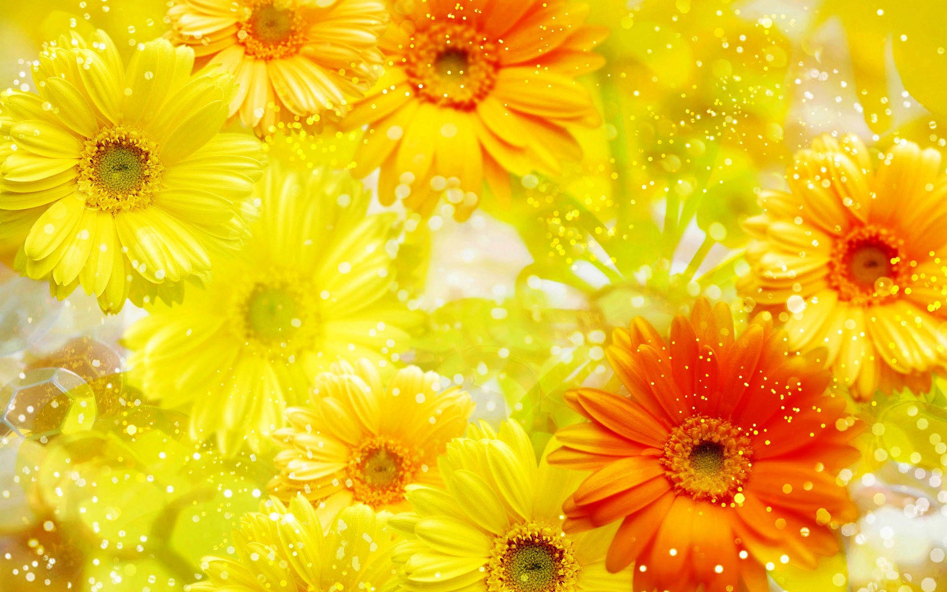Orange And Yellow Gerbera Abstract Background