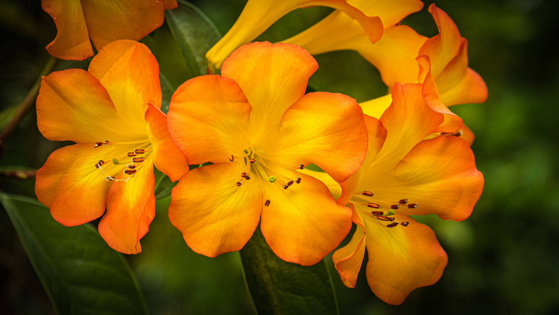 Orange And Yellow Rhododendron Flowers Background
