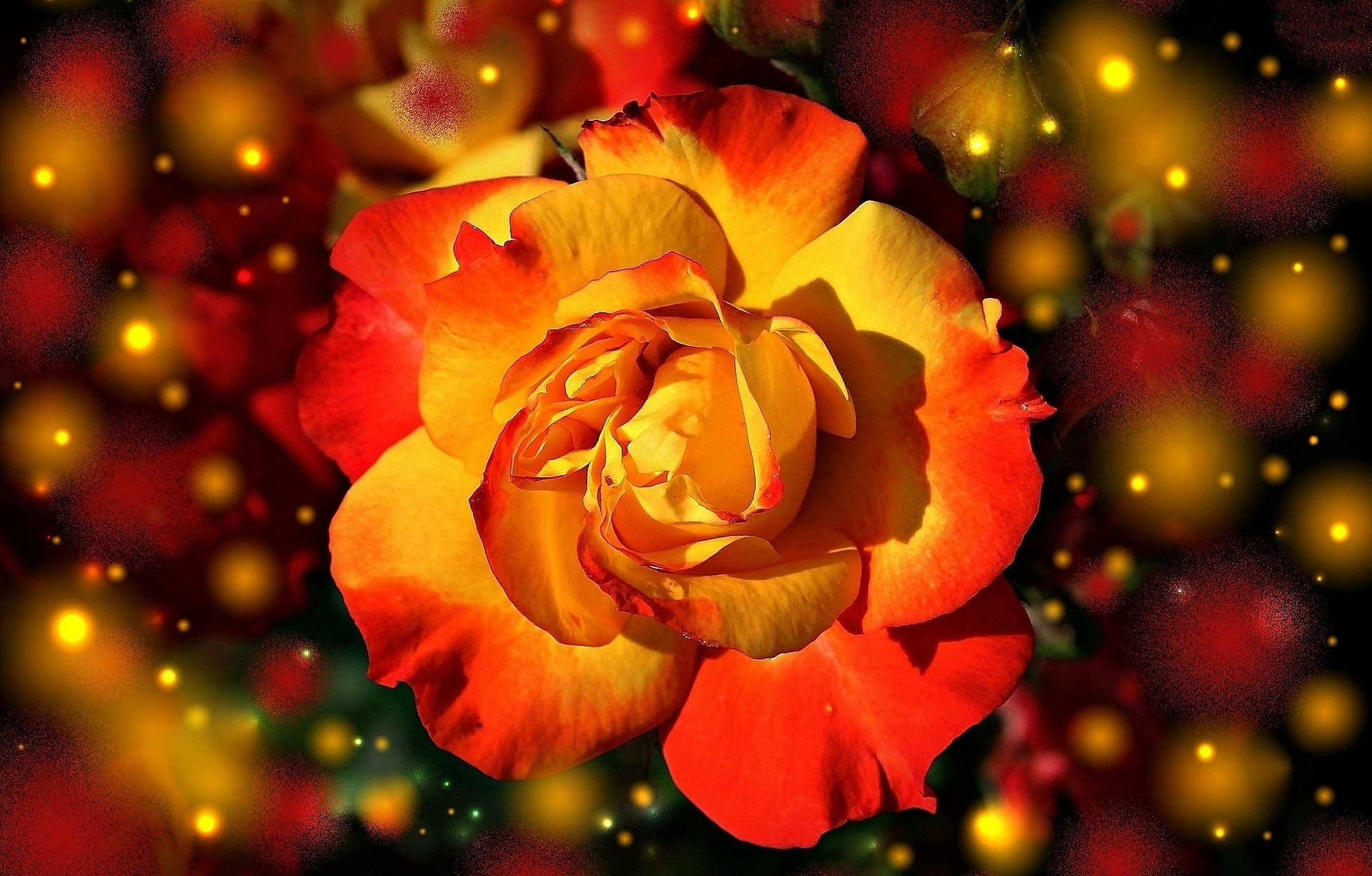 Orange And Yellow Rose With Lights Background
