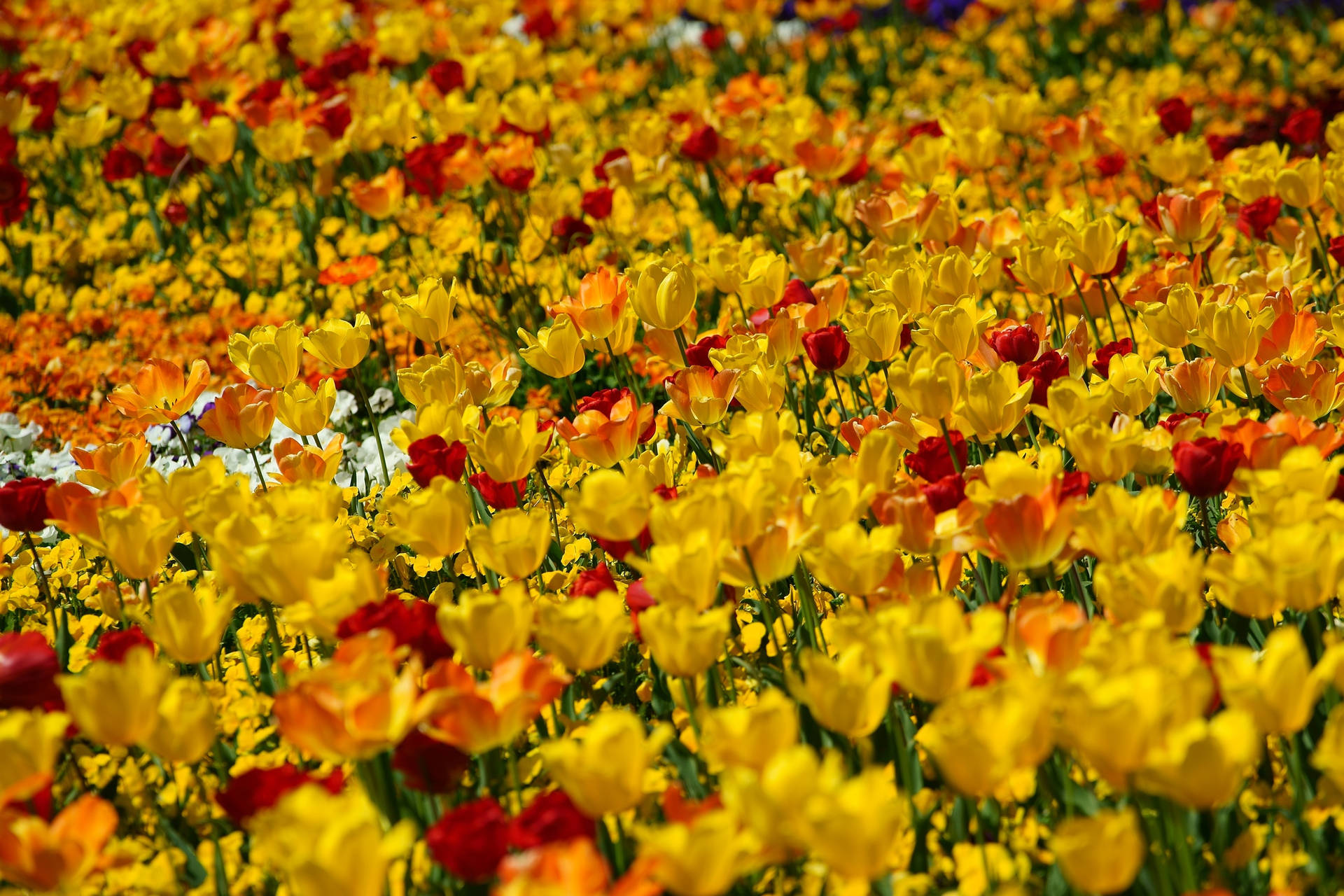Orange And Yellow Tulip Field