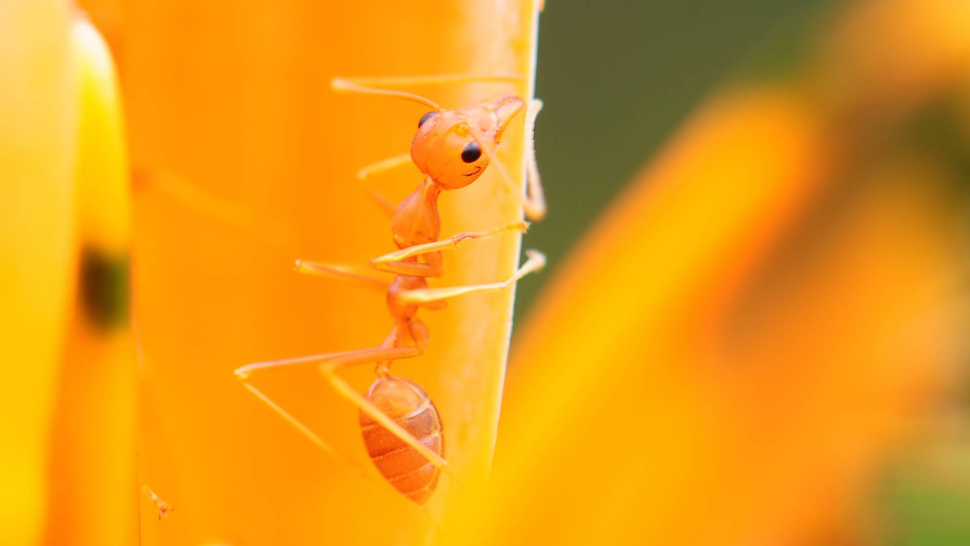 Orange Ant