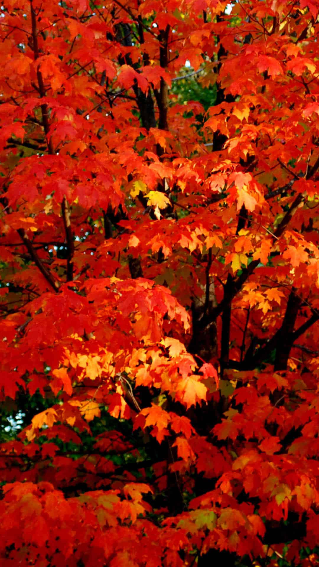Orange Autumn Maple Tree Nature Aesthetic Phone Background