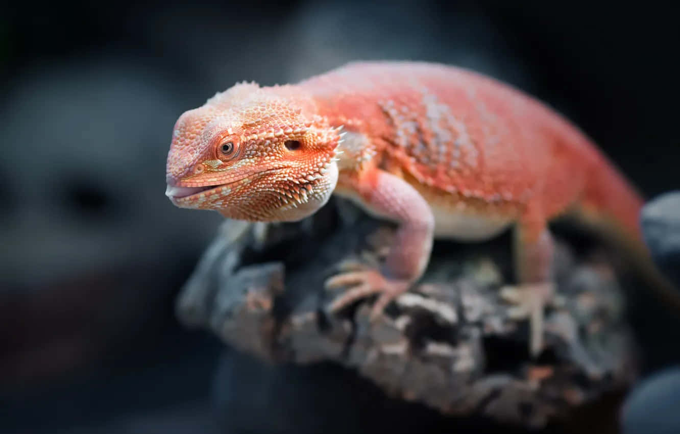 Orange Bearded Dragon On Rock