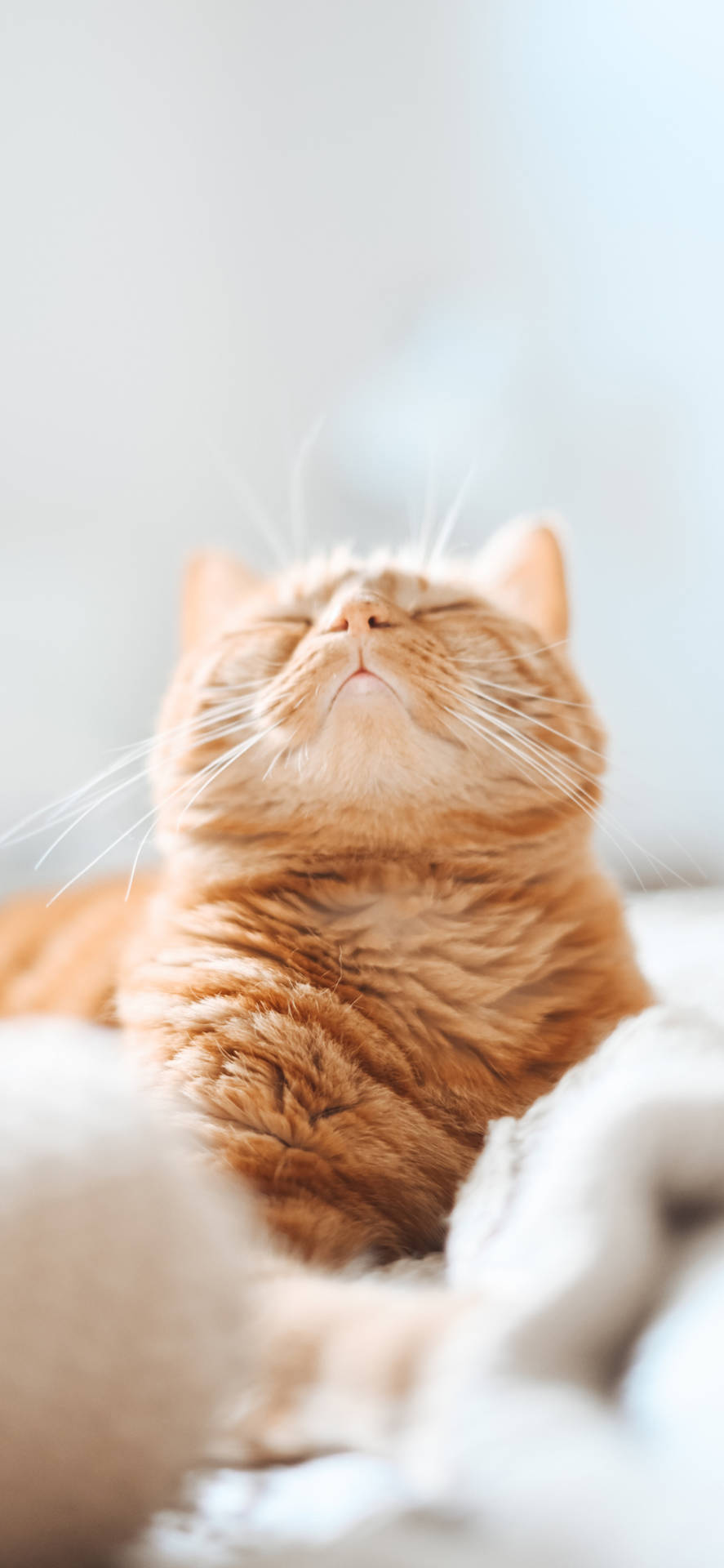 Orange Beautiful Cat In White Bed