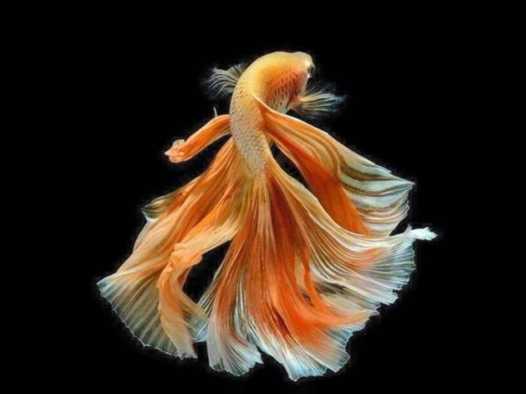 Orange Beautiful Fish Background