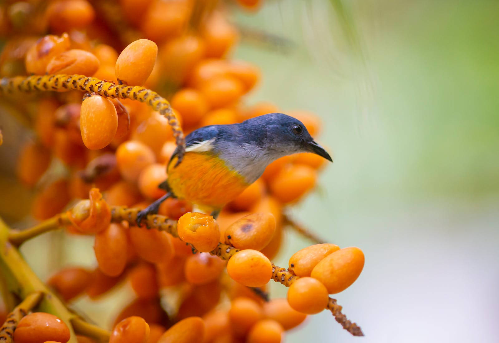 Orange-bellied Flowerpecker Beautiful Birds Background