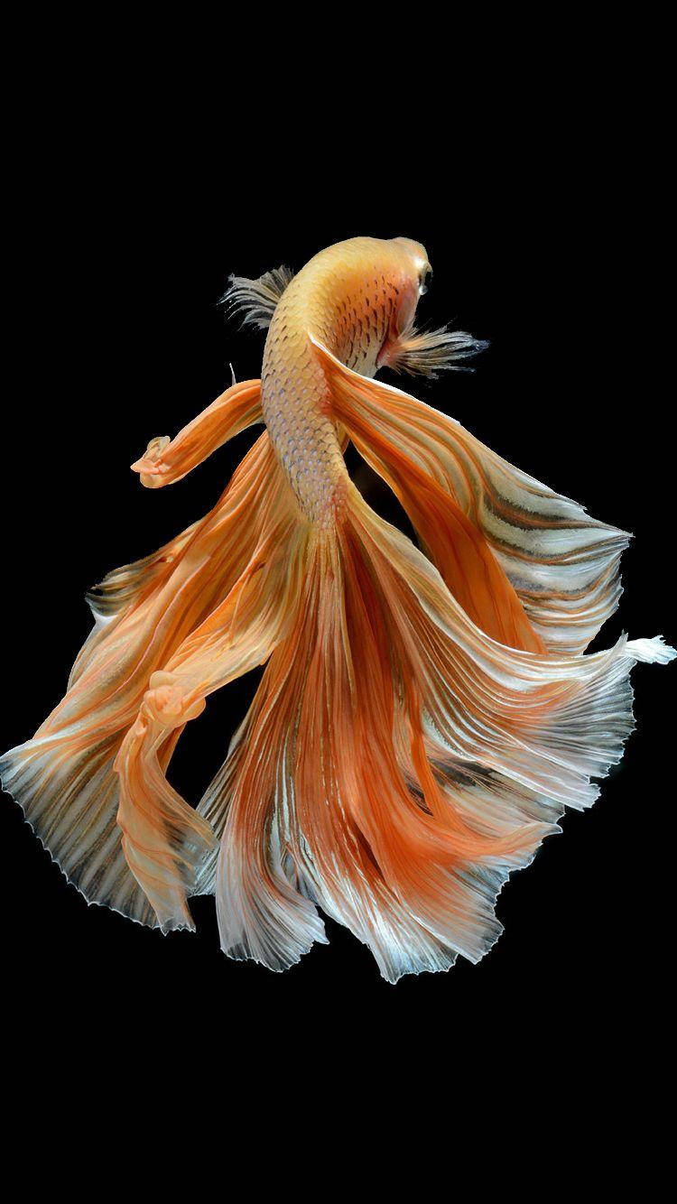 Orange Betta Fish Background