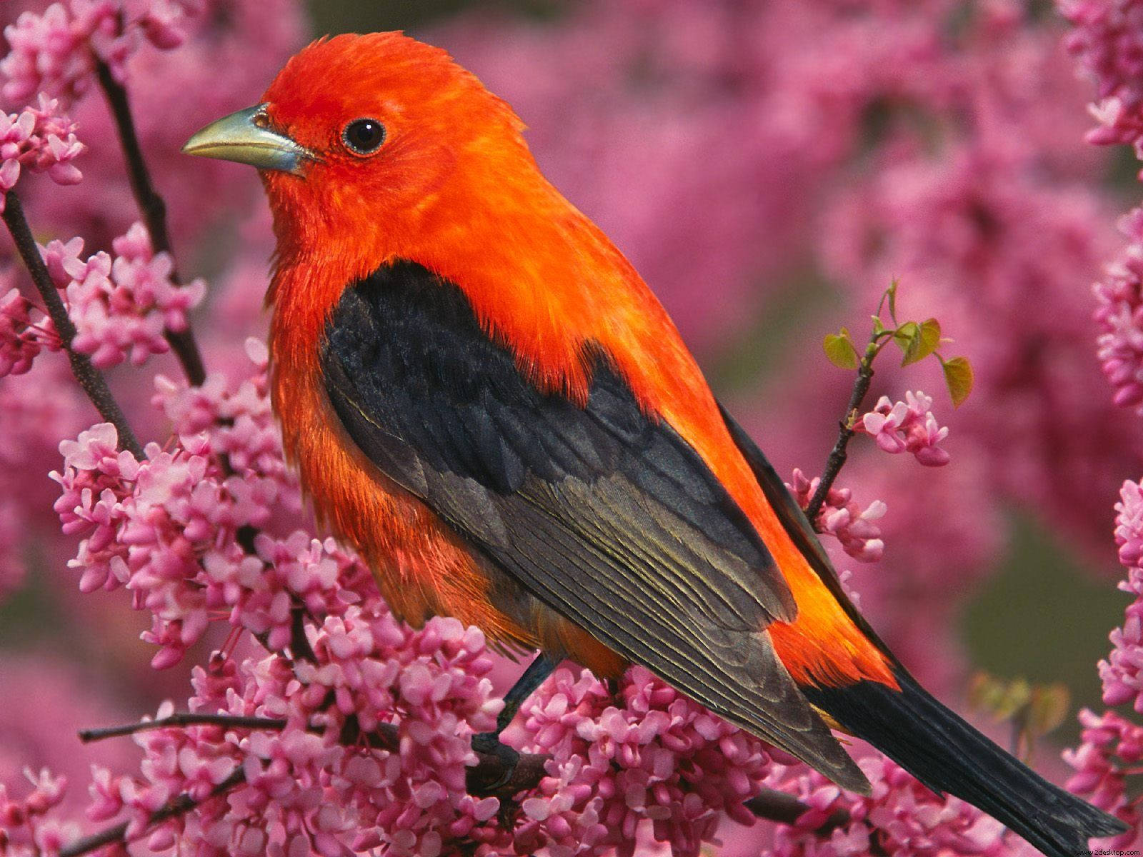 Orange Bird In Blossoms Background