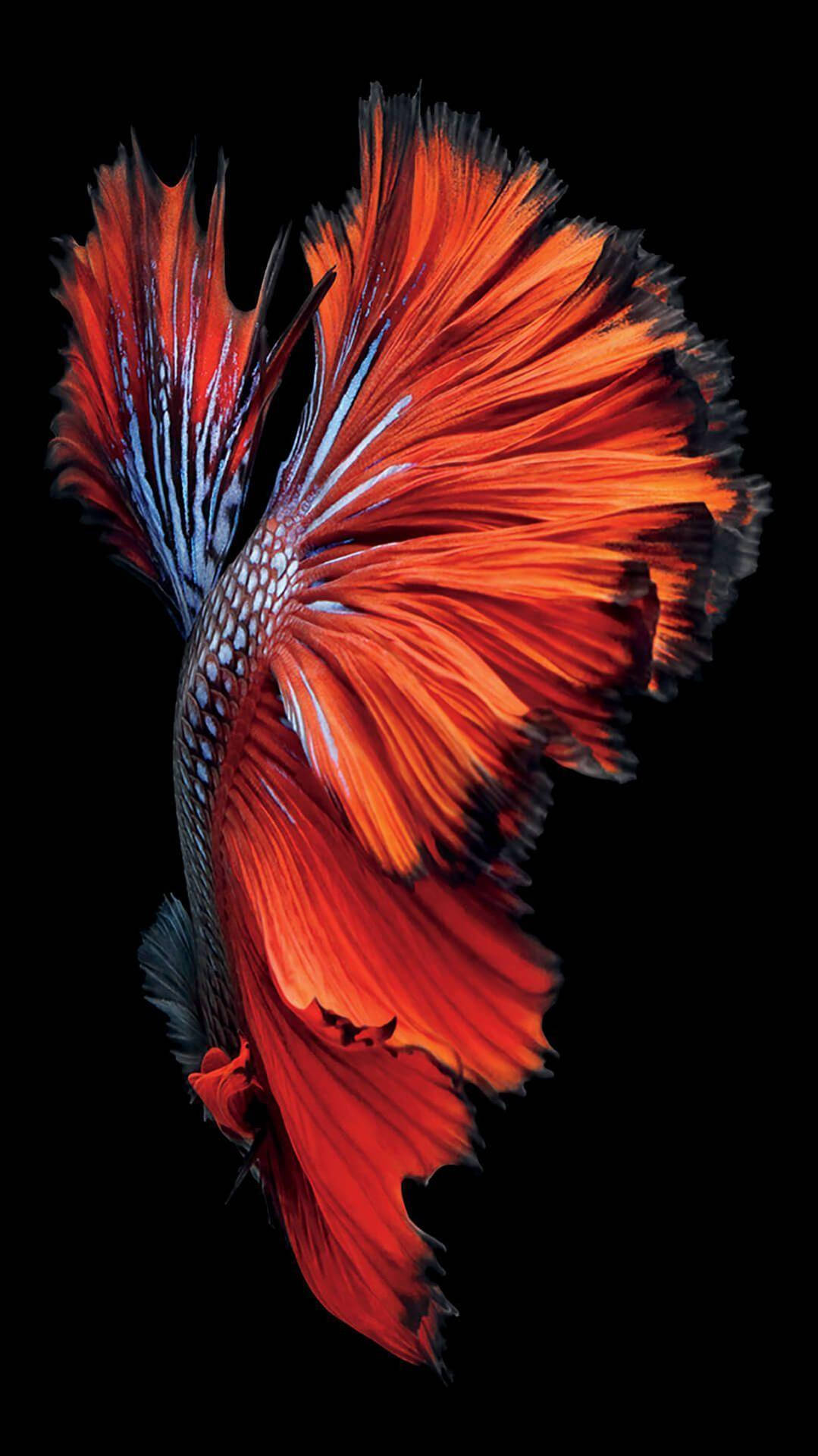 Orange Blue Beta Fish Iphone 8 Live Background