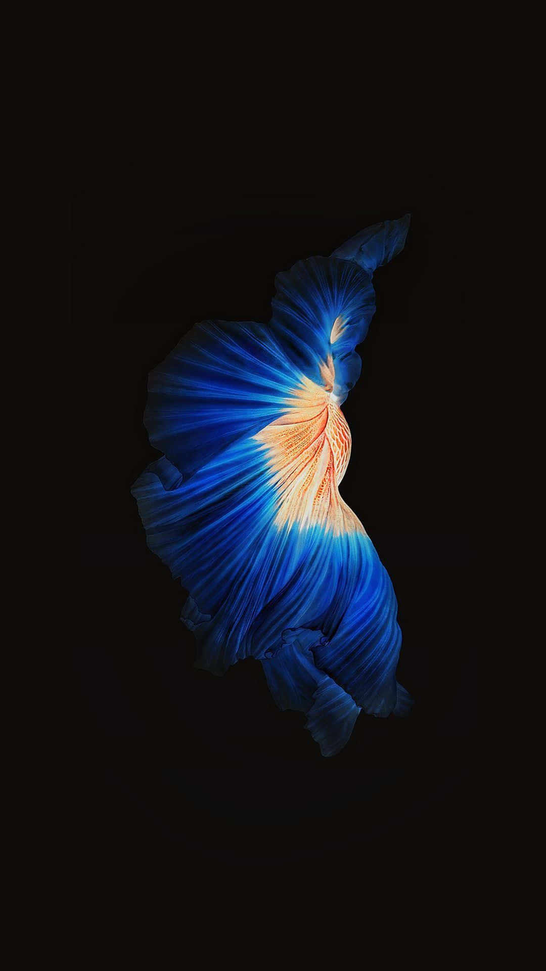 Orange Body Siamese Fighting Fish Iphone 7 Plus Live Background