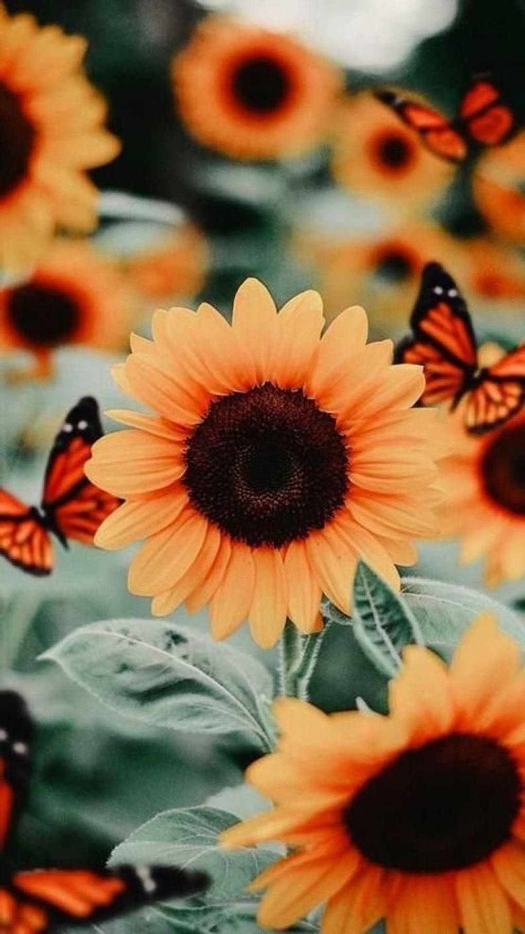 Orange Butterflies And Sunflowers Iphone Background