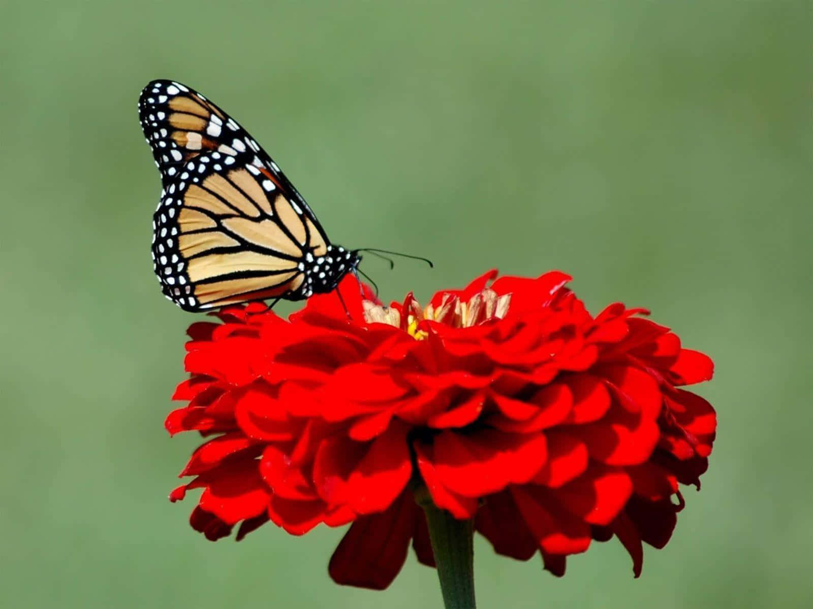 Orange Butterfly On Red Cosmos Desktop Background