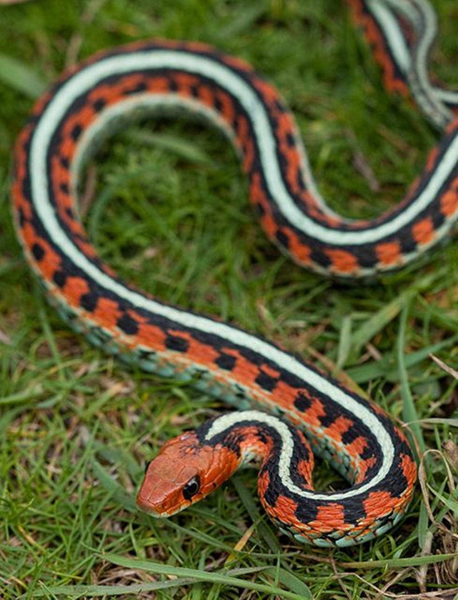 Orange California Red-sided Garter Snake