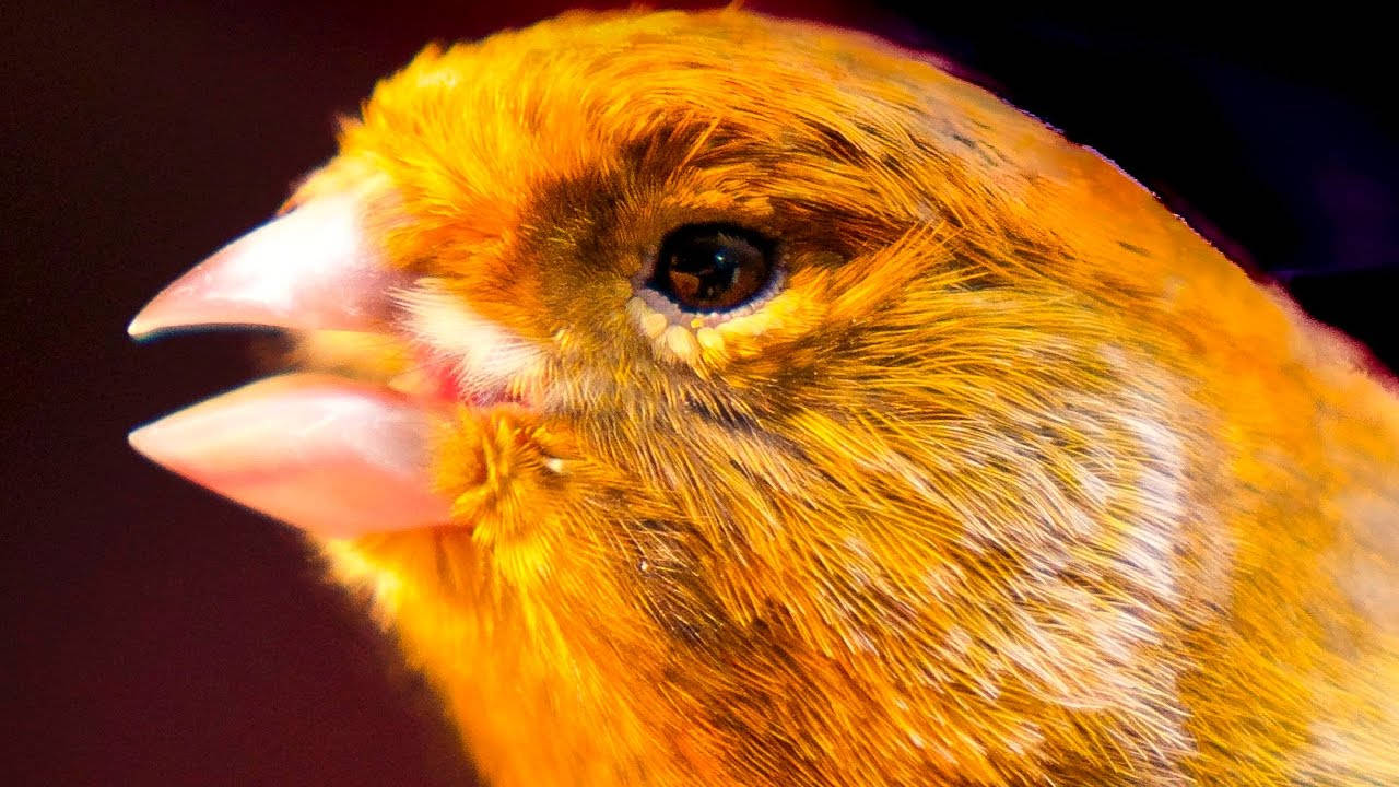 Orange Canary Bird Extreme Closeup Background