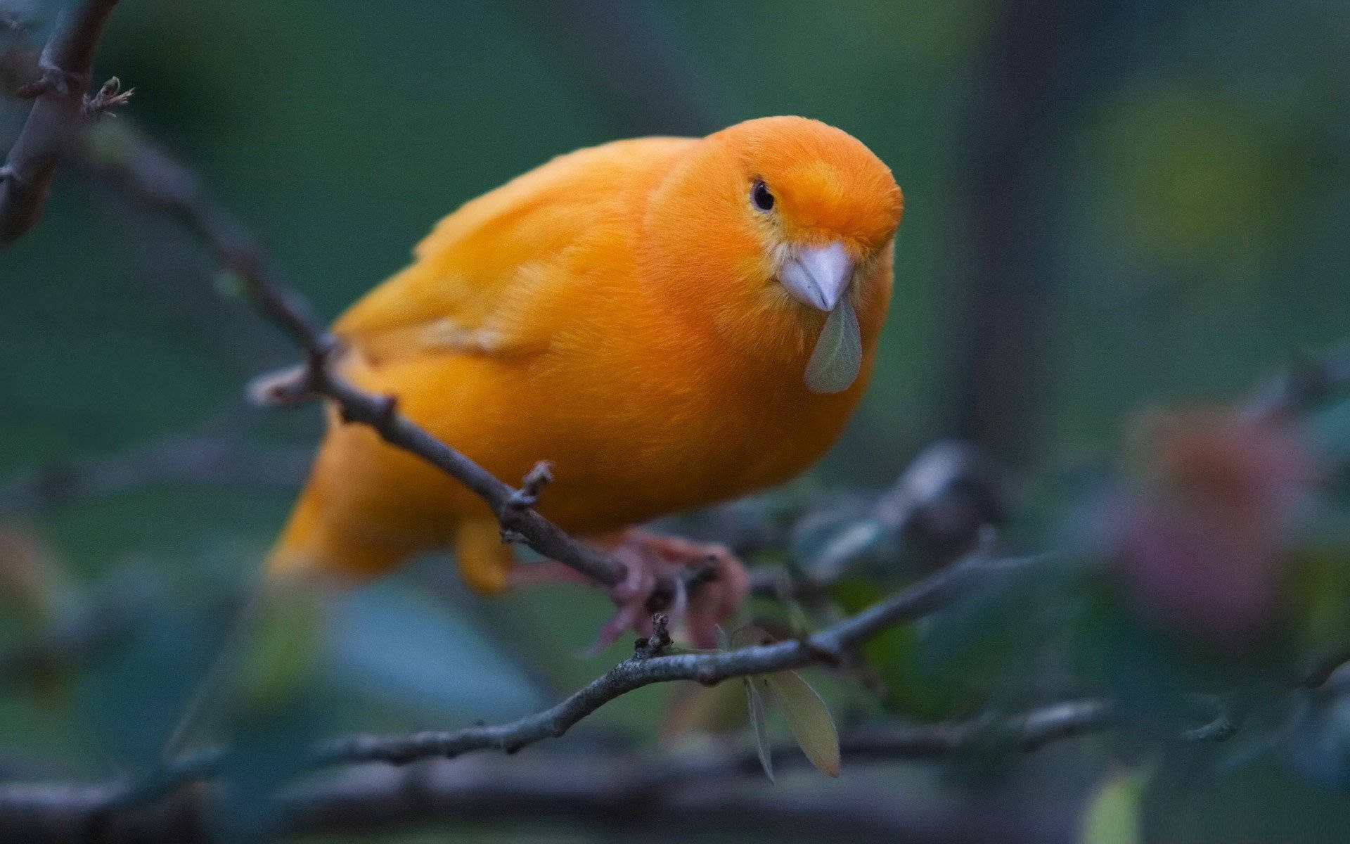 Orange Canary Bird In Focus Background