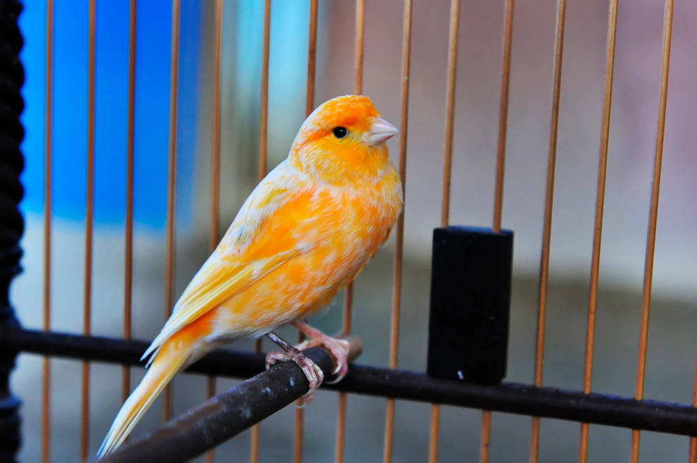 Orange Canary Bird Inside A Cage Background