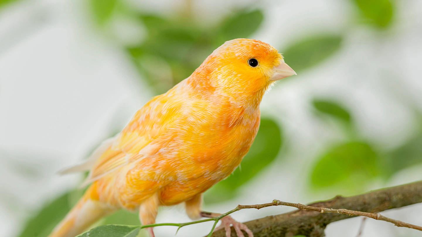 Orange Canary Bird On A Tree Background