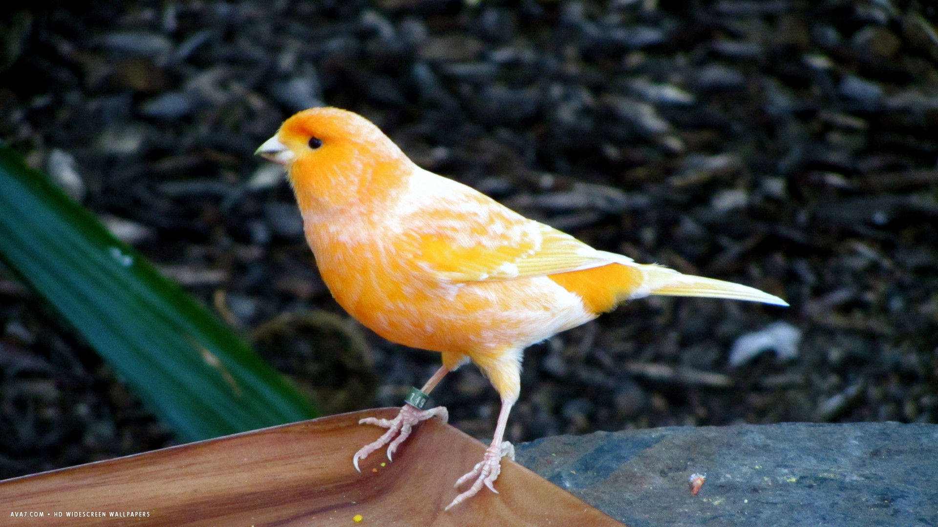 Orange Canary Bird On Wood Background