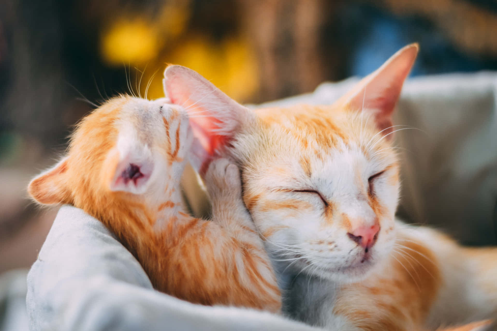 Orange Cat With Cute Newborn Kitten Background