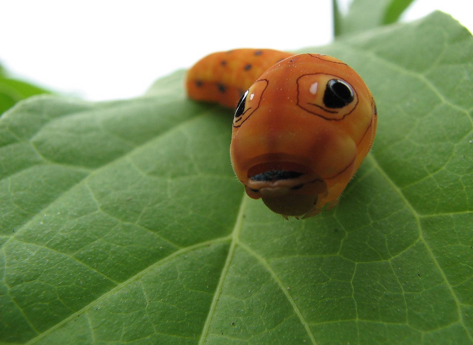 Orange Caterpillar Insect Face Background