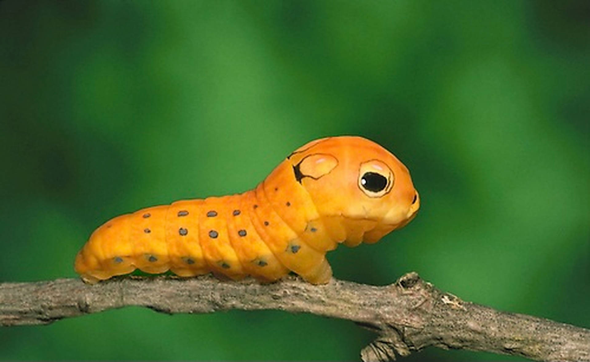 Orange Caterpillar Insect Background