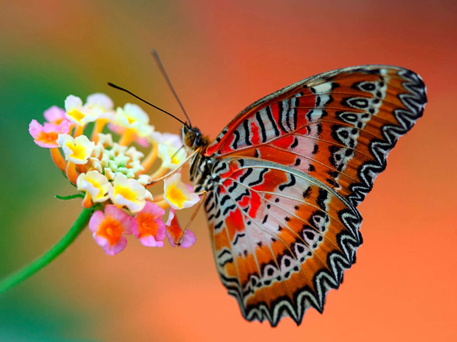 Orange Cethosia Biblis Butterfly Desktop