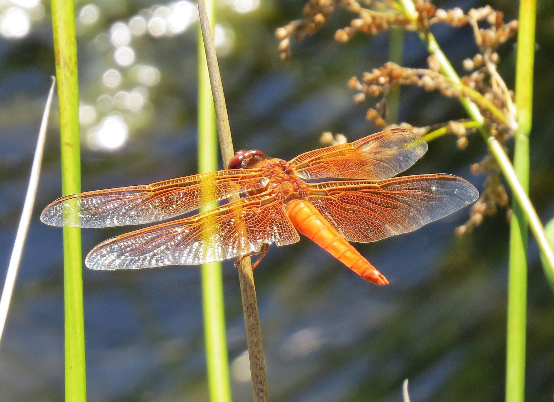 Orange Chaser Dragonfly Background