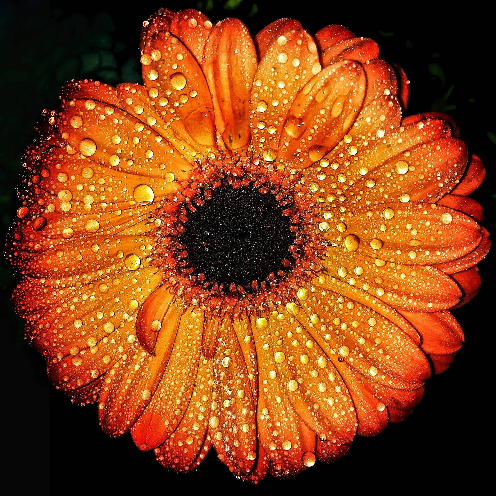 Orange Chrysanthemum Raindrops Macro Background