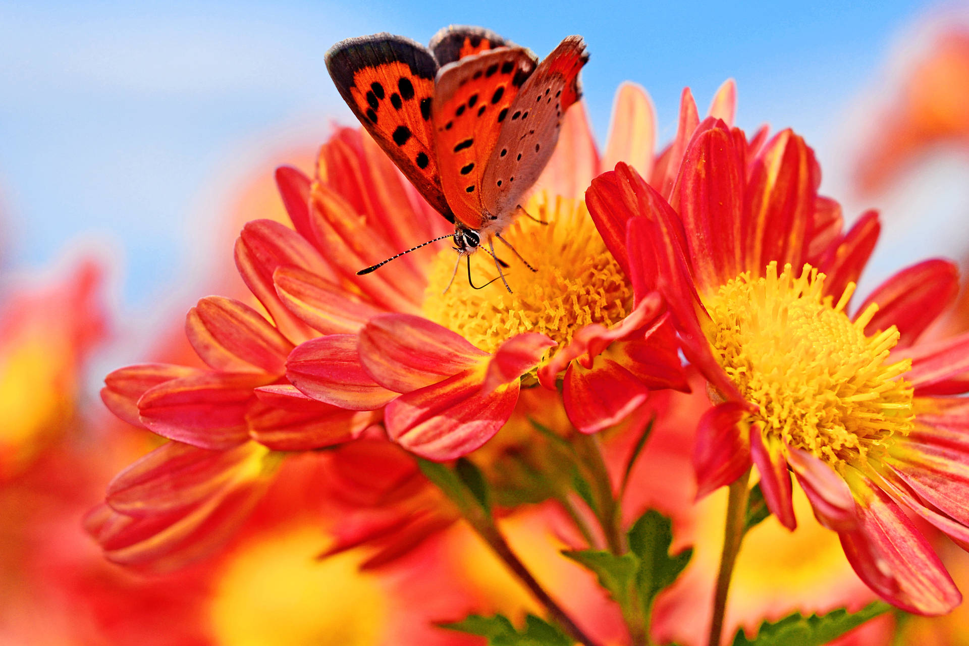 Orange Chrysanthemums Butterfly Close-up Background