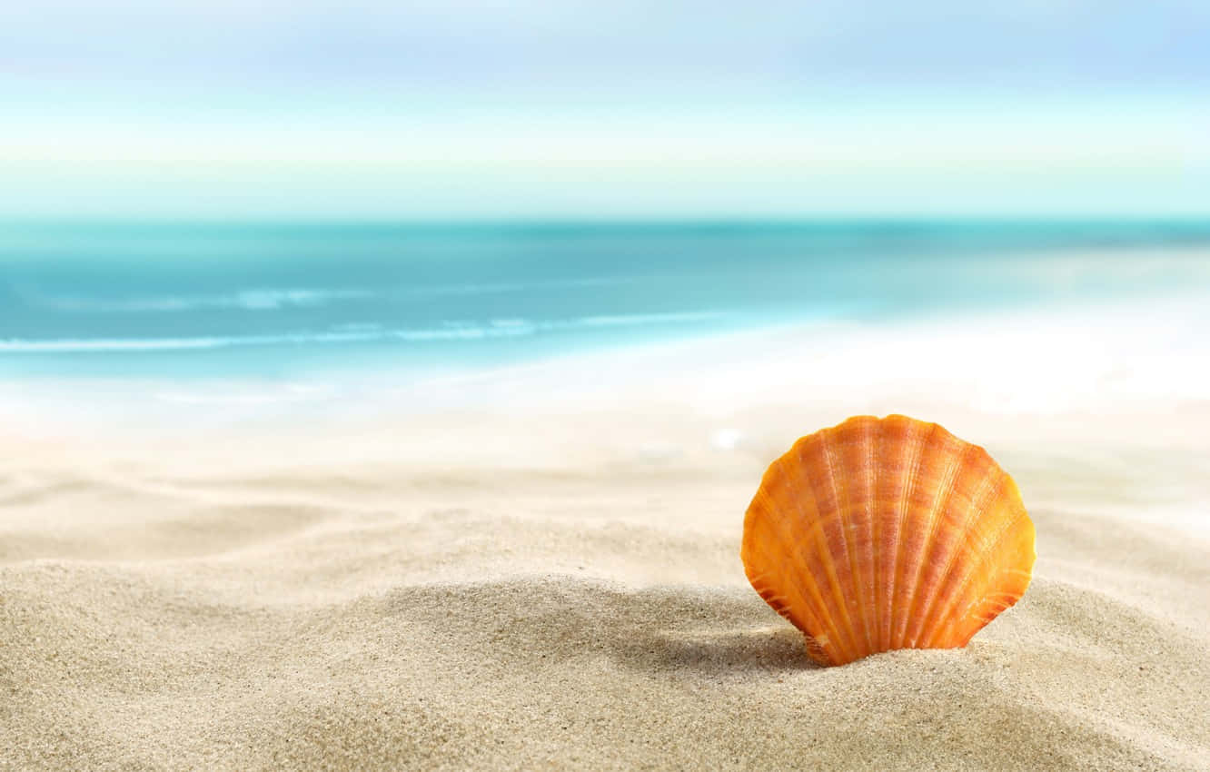 Orange Cockle Seashell On The Beach