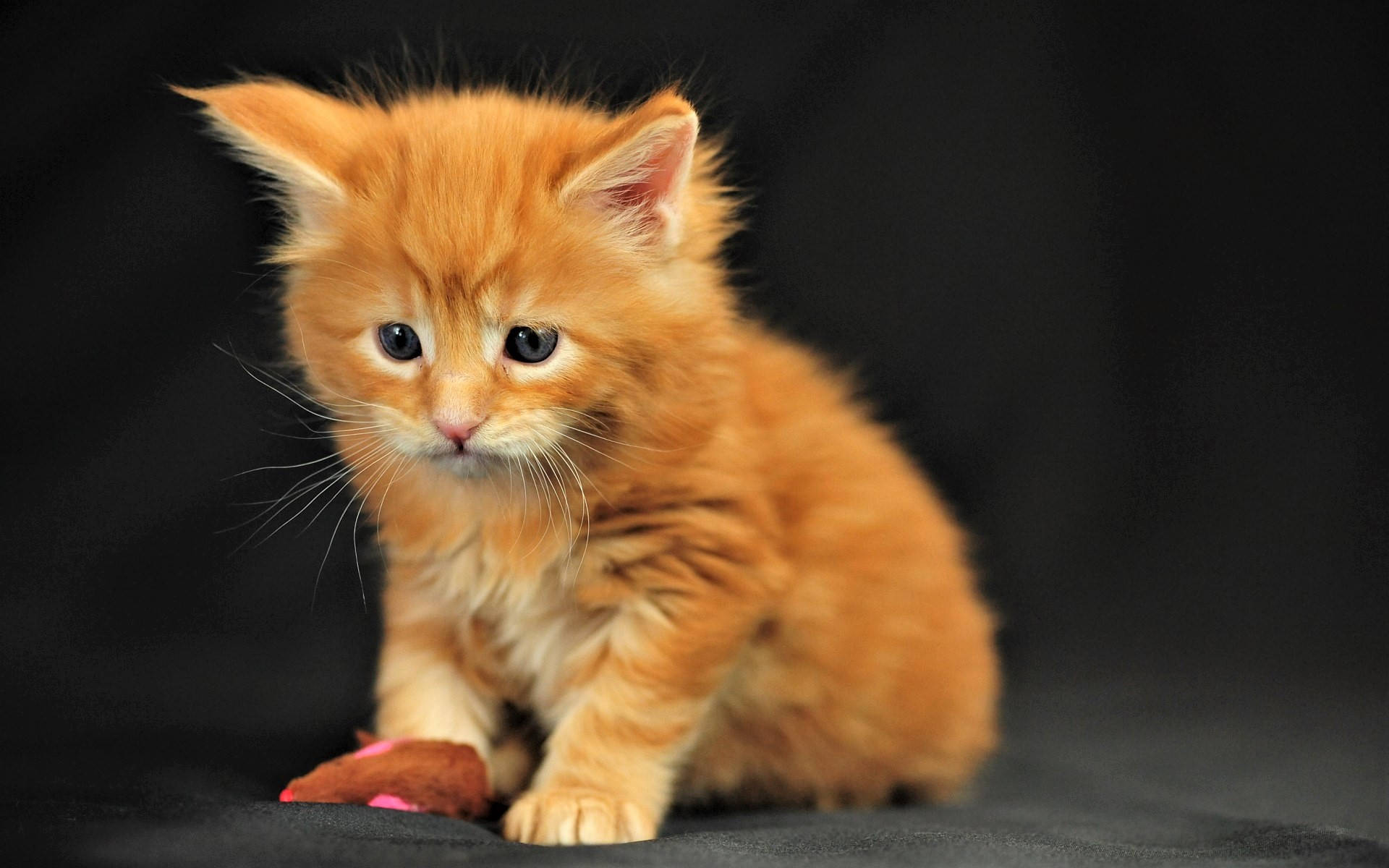 Orange-colored Cute Kitten Background