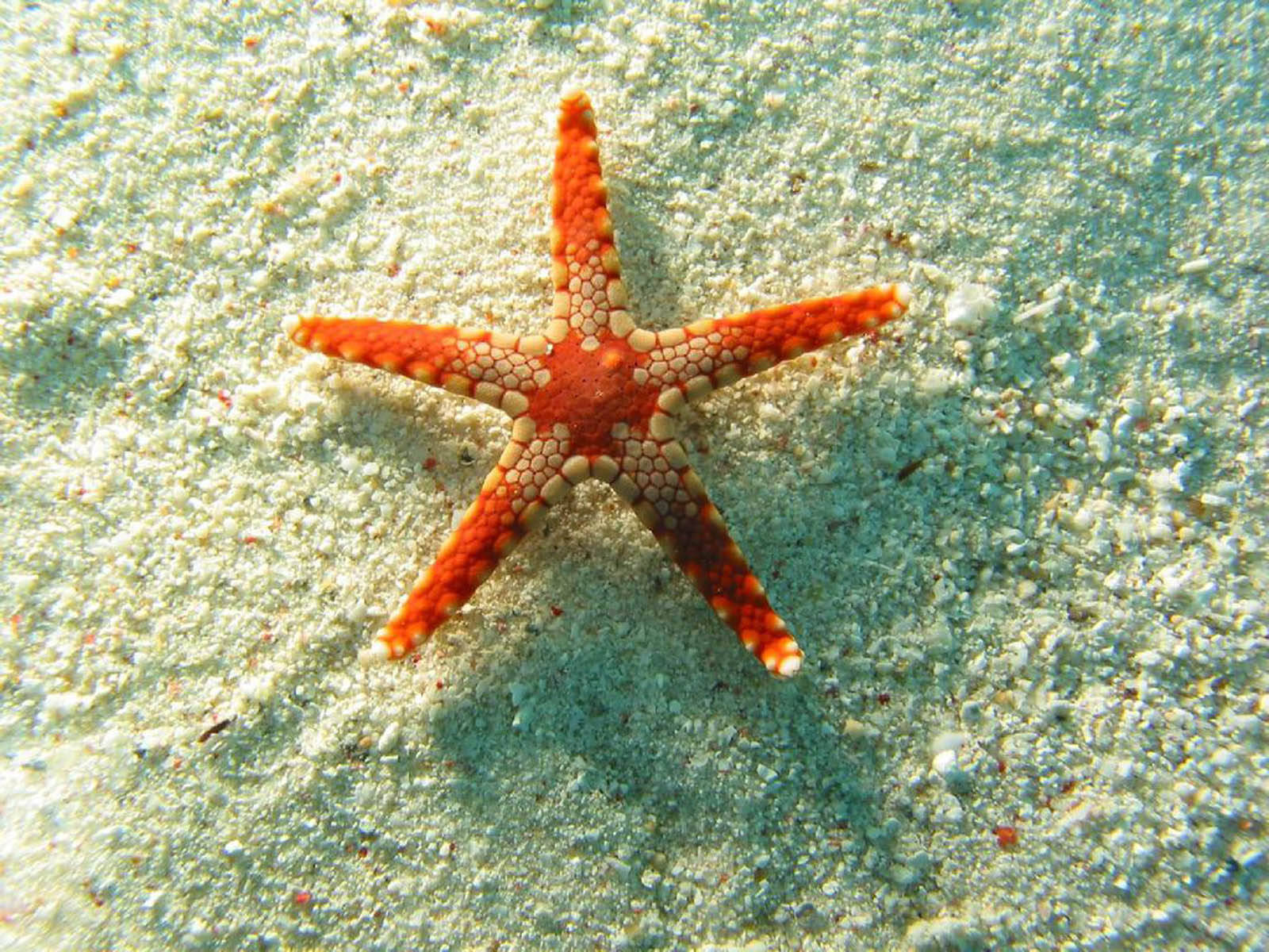 Orange Crab-like Starfish Background