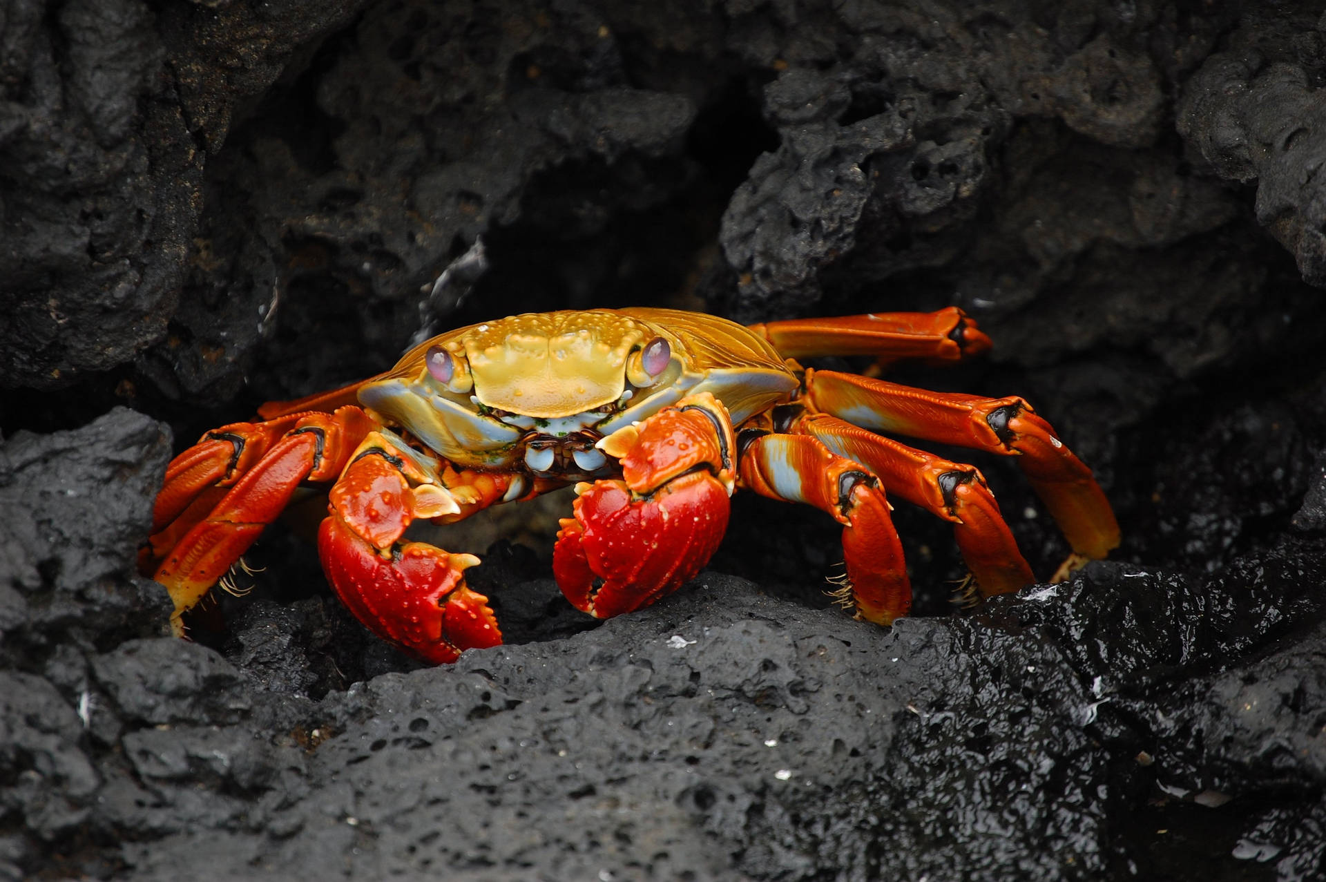 Orange Crab On Black Rock Background