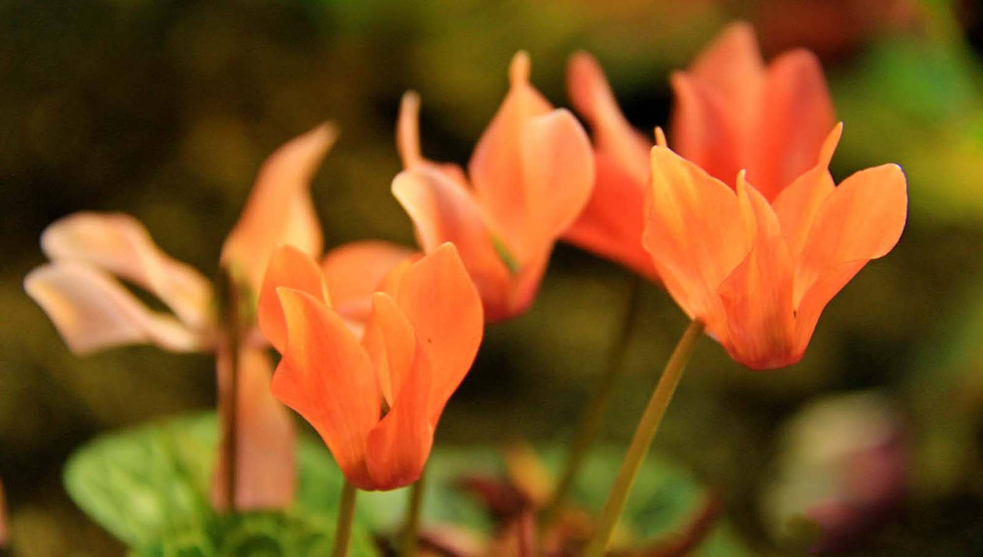 Orange Cyclamen Flower Background