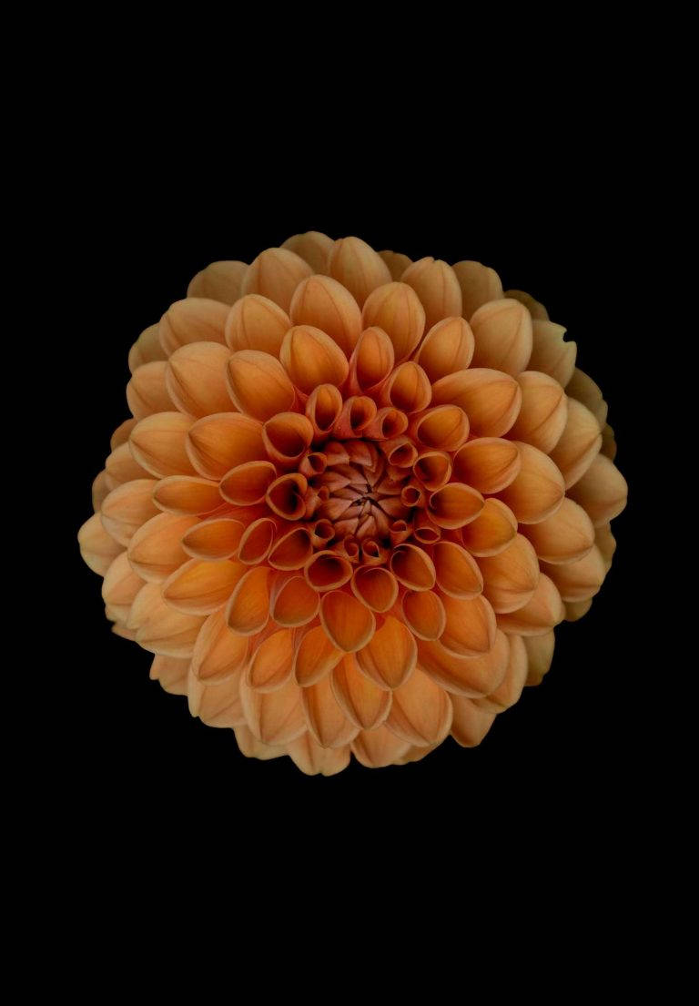 Orange Dahlia Flower Ipad 2021