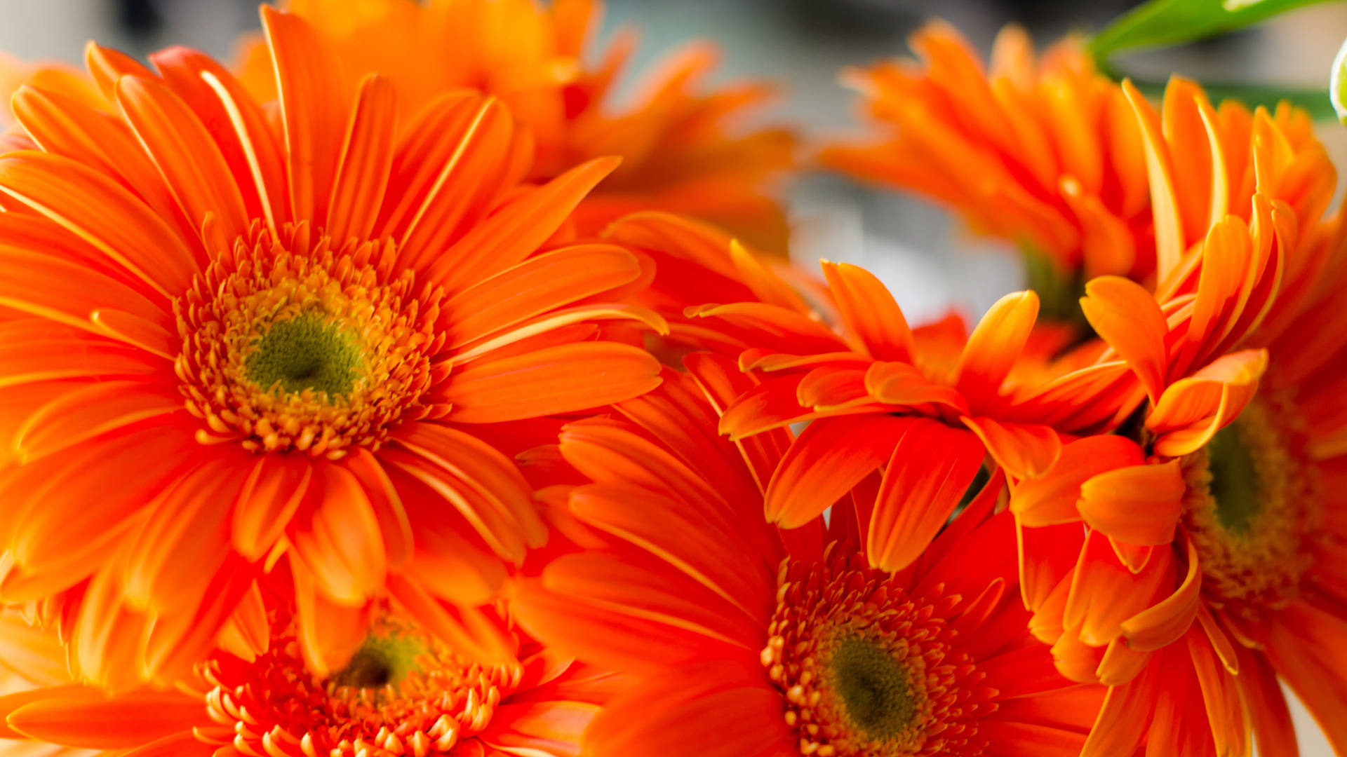 Orange Daisy Aesthetic Background