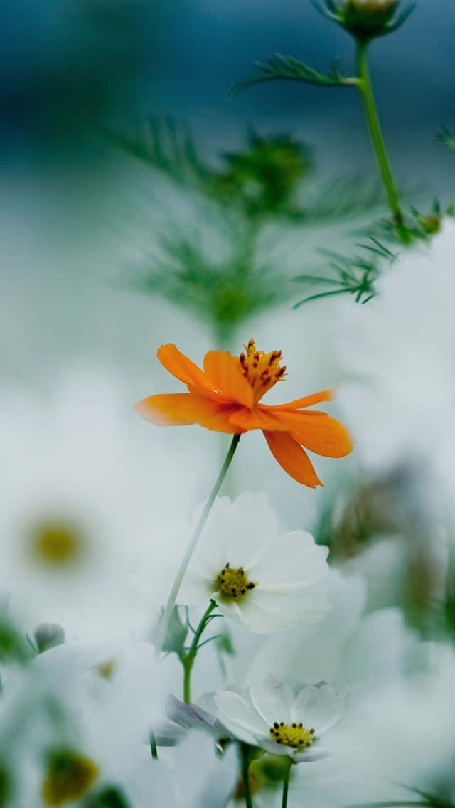 Orange Daisy Flower Background