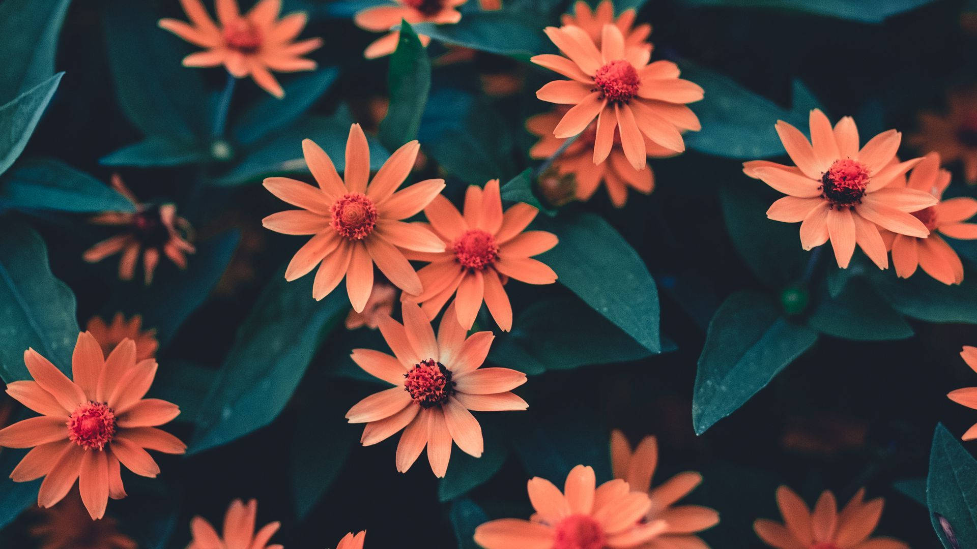 Orange Daisy Flower Pinterest Aesthetic Background