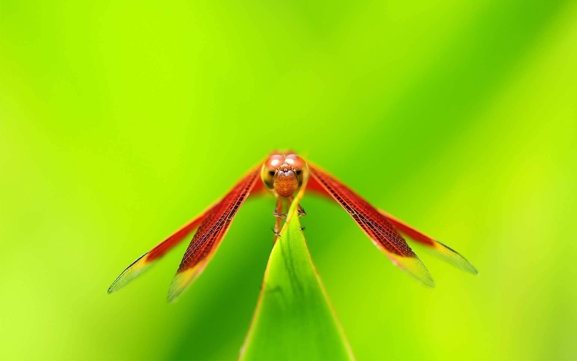 Orange Dragonfly Front View Background