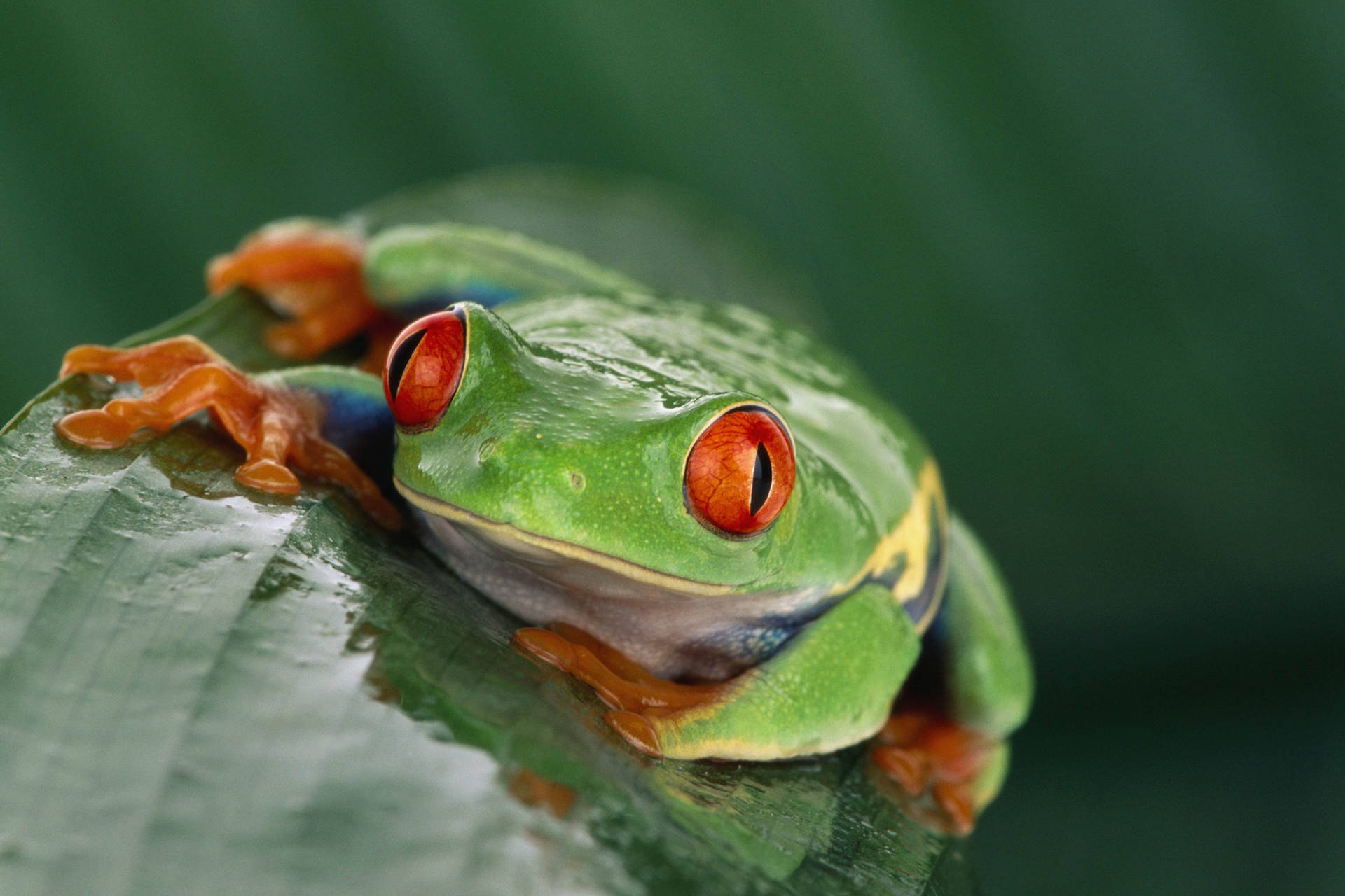 Orange-eyed Frog Background