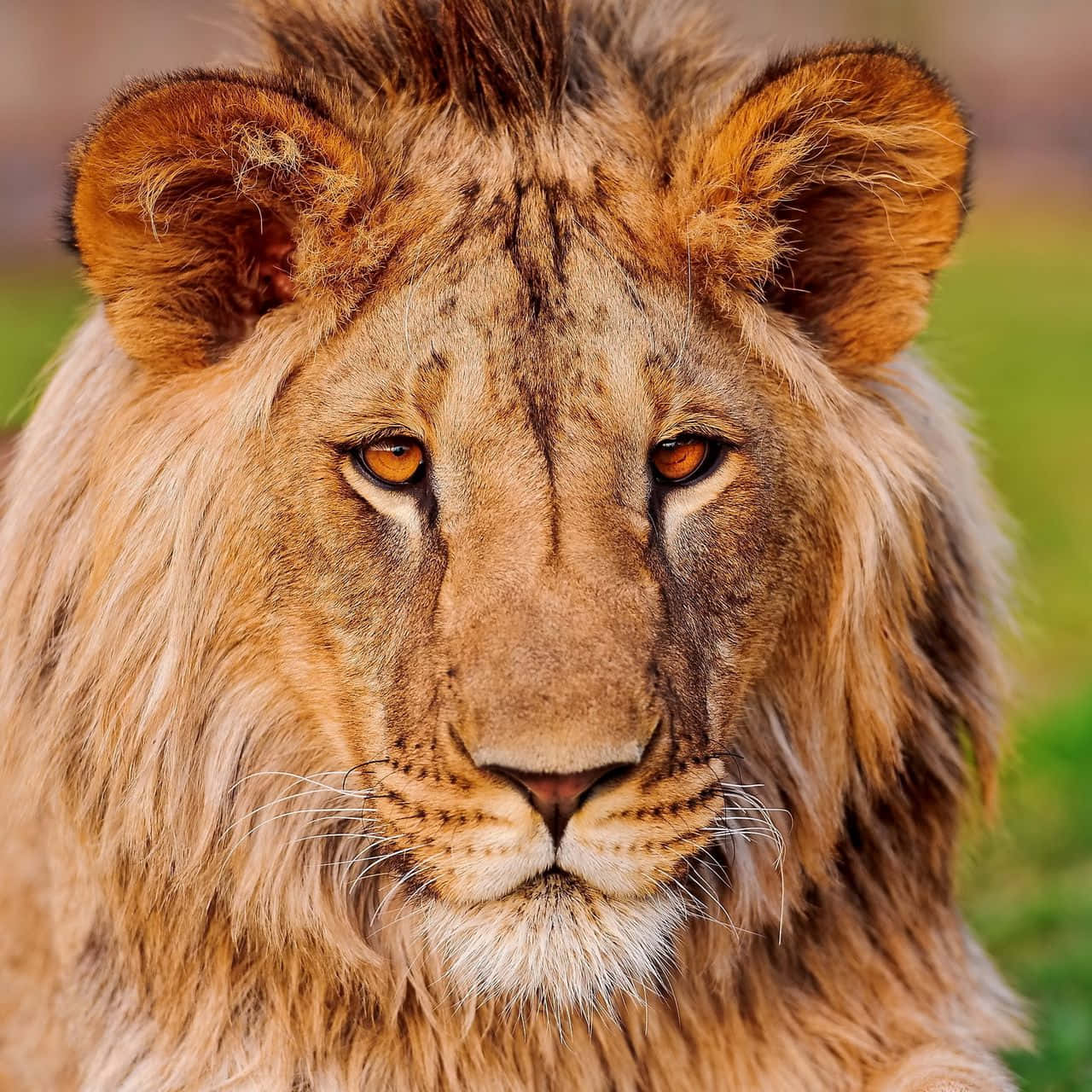 Orange-eyed Lion Face Background